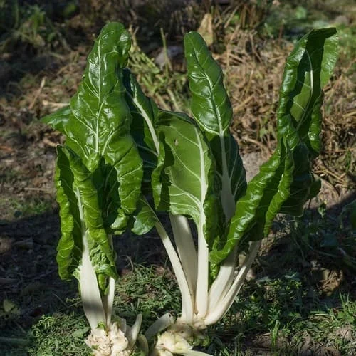 Bieta Verde a Costa Larga Argentata 2