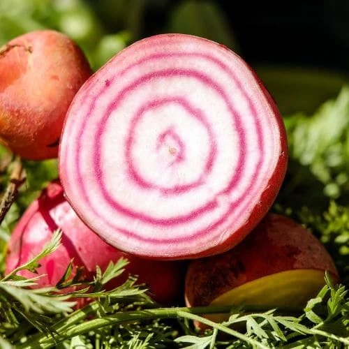 Bietola da Orto di Chioggia