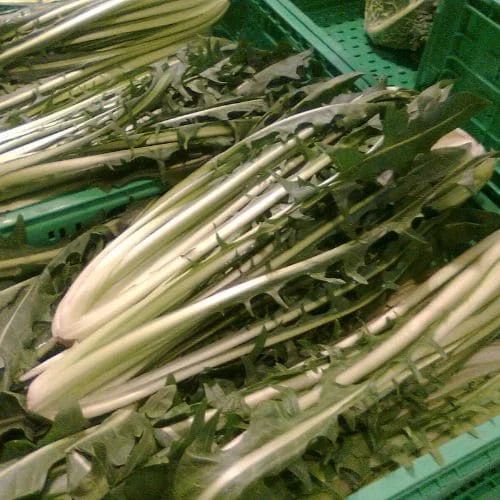 Cicoria Catalogna Puntarelle