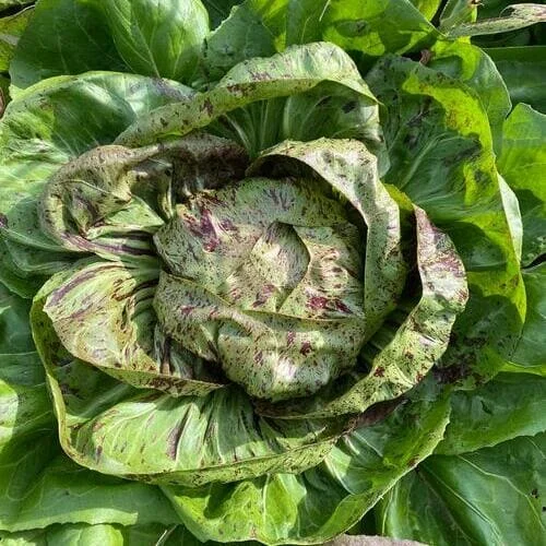 Cicoria Variegata di Chioggia