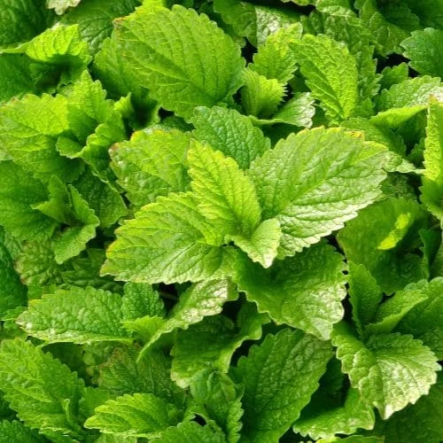 Melissa o Citronella