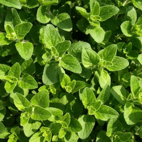 Origano