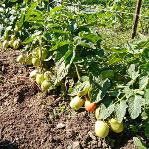Pomodoro Rio Grande