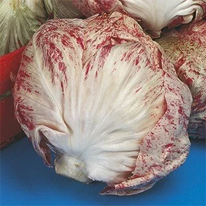 Radicchio Variegato di Chioggia