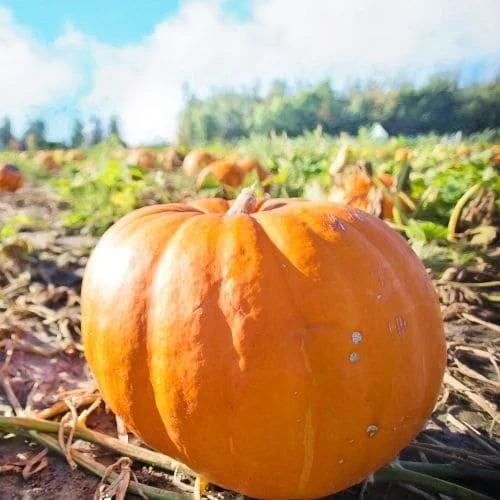 Zucca Quintale