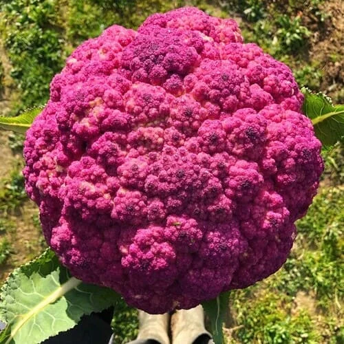 Cavolfiore Violetto di Sicilia