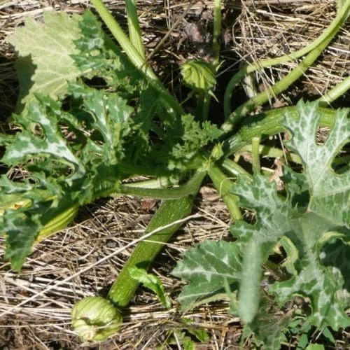 Zucchino Alberello di Sarzana