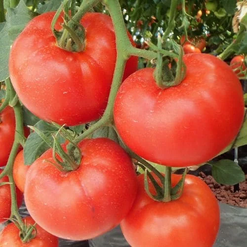 Pomodoro Campbell 33