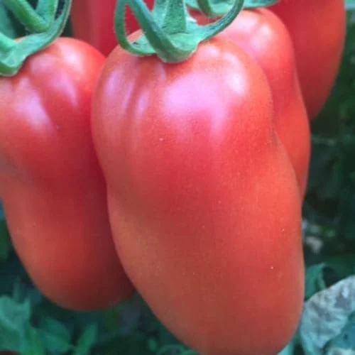 Pomodoro Scatolone 2