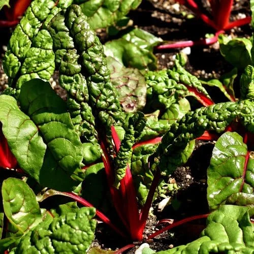 Bieta Rhubarb Chard