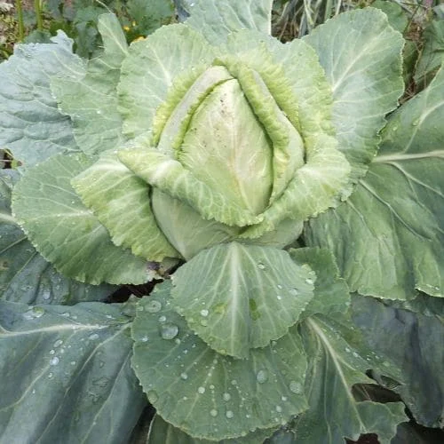 Cavolo Cappuccio Cuor di Bue Grosso
