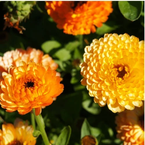 Calendula Pacific Beauty Mix
