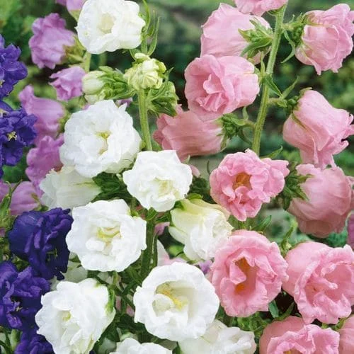 Campanula Doppia in Miscuglio