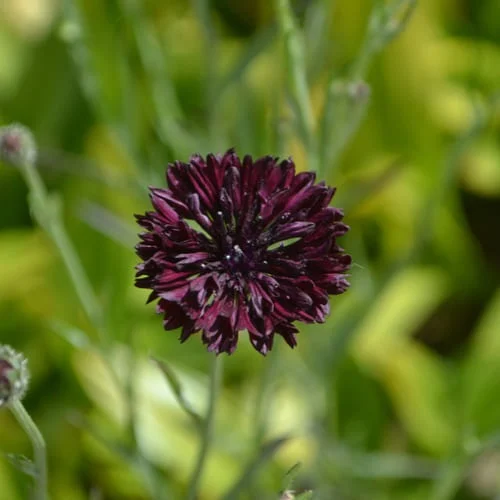 Fiordaliso Black Boy