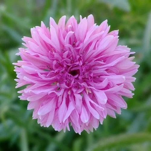 Fiordaliso Ball Rosa Pink