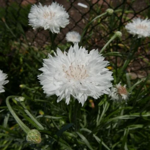 Fiordaliso Ball Bianco White