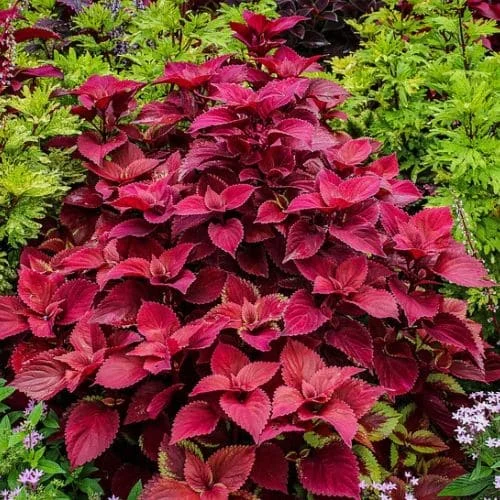 Coleus Wizard Velvet Red