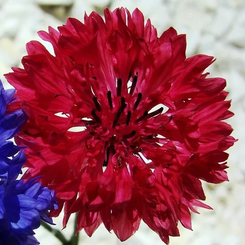Fiordaliso Ball Rosso Red