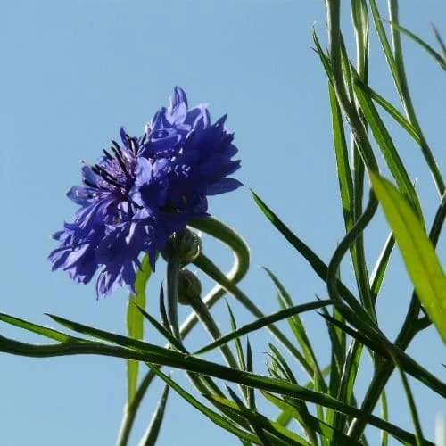 Fiordaliso Victoria Blue