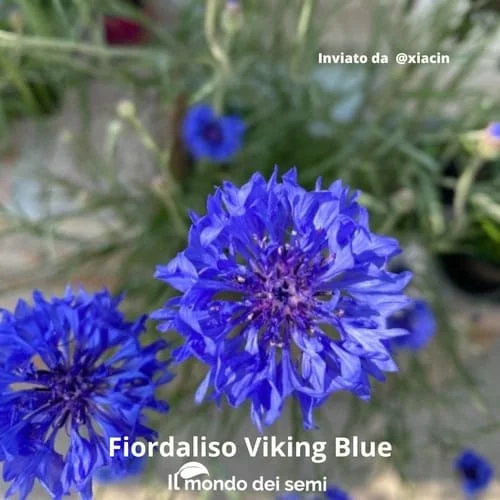 Fiordaliso Viking Blue