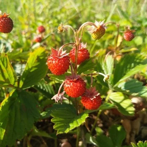 Fragola Alpina Rügen