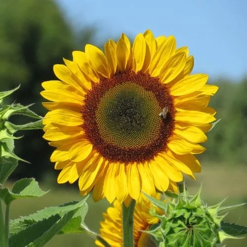 Girasole Nano Sunspot