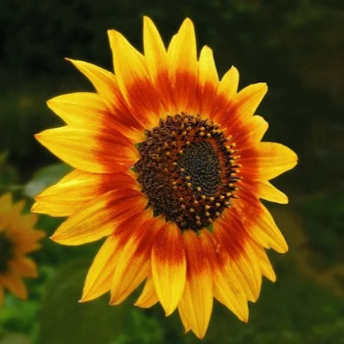 Girasole Ring of Fire