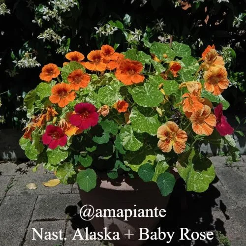 Nasturzio Alaska cliente
