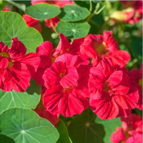 Nasturzio Nano 'Jewel Cherry Rose'