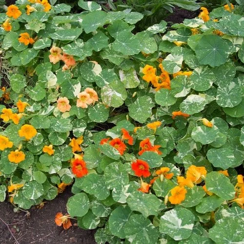 Nasturzio Variegato 'Queen Mix'