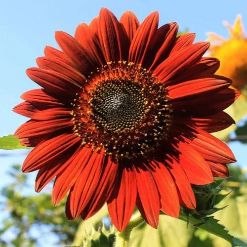 Girasole Velvet Queen