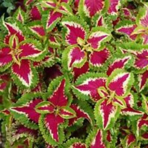 Coleus Wizard Rose
