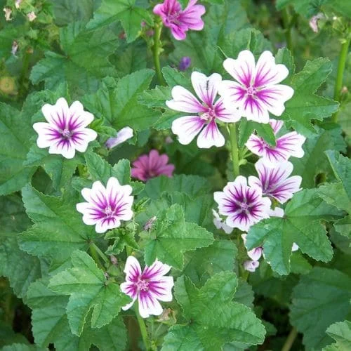 Malva Sylvestris Zebrina