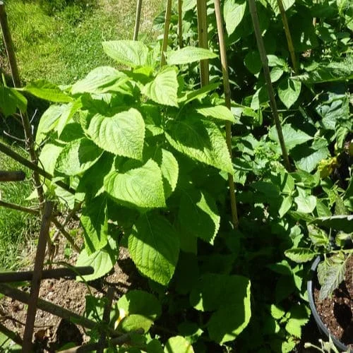 Perilla Frutescens Shiso Verde