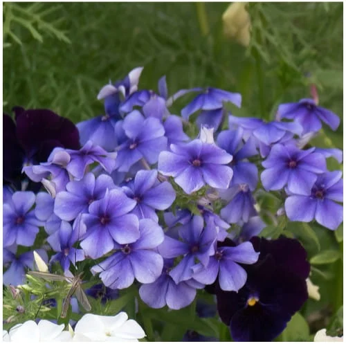 Phlox Drumondii Beauty Moody Blues