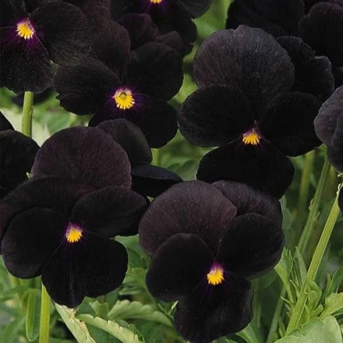 Viola Cornuta Back to Black