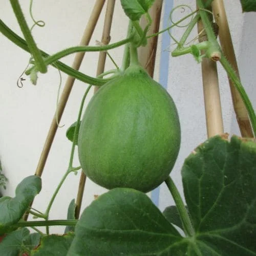 Carosello Tondo di Fasano o Cianciuffo