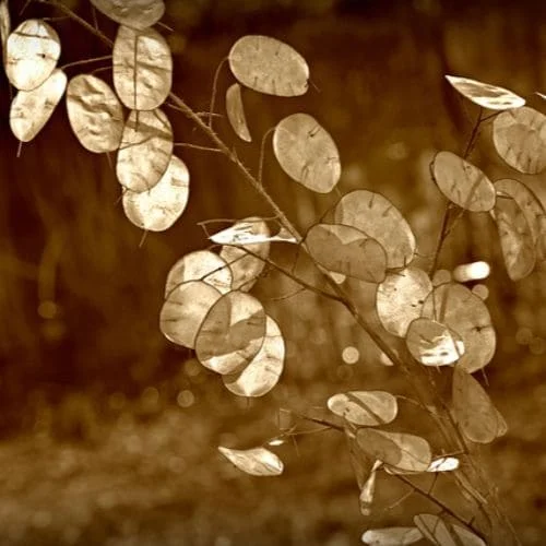 Lunaria o Moneta del Papa