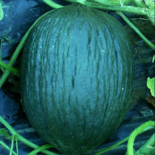 Melone Tendral Verde