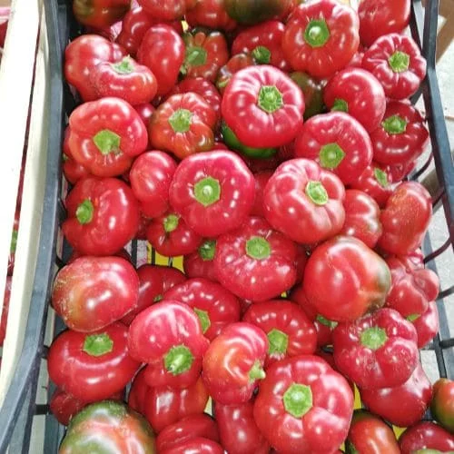 Peperone Topepo Rosso da ripieno