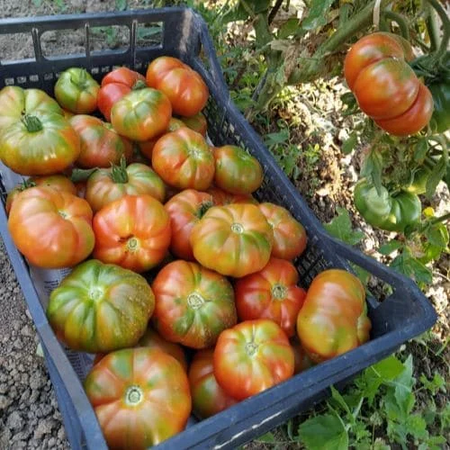 Pomodoro Marmande