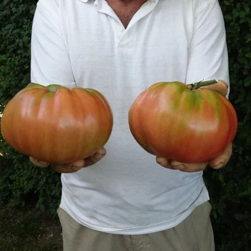 Pomodoro Oxheart Belmonte