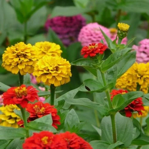 Zinnia nana thumbelina mix