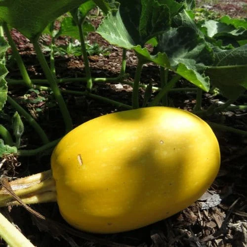 Zucca Spaghetti Pianta