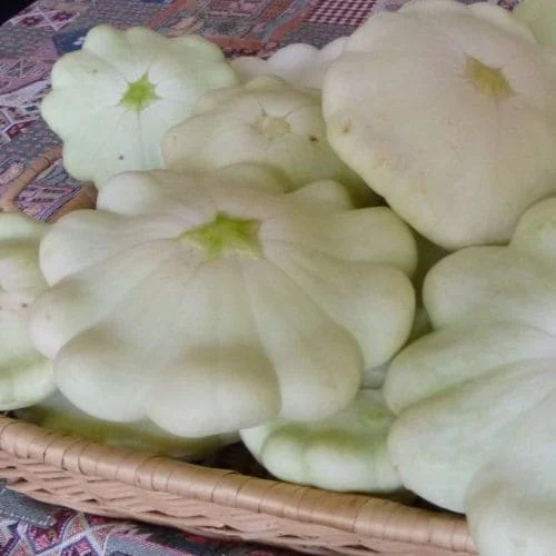 Zucchino Disco o Patisson