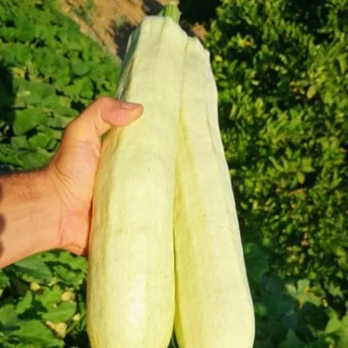 Zucchino Lungo Bianco di Sicilia