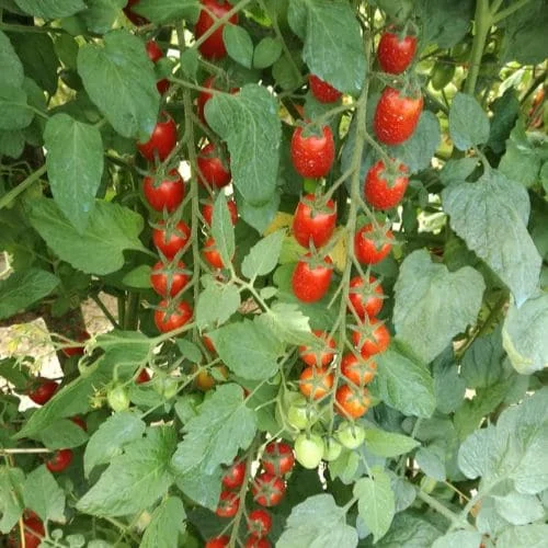 Pomodoro Datterino