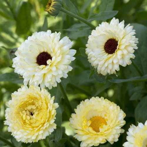 Calendula Ivory Princess