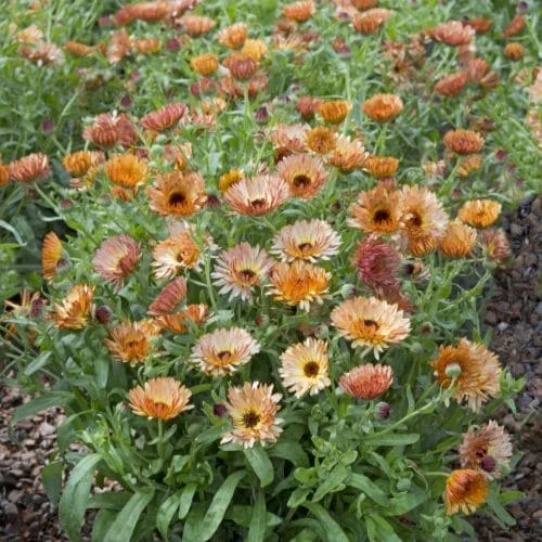 Calendula Orange Flash