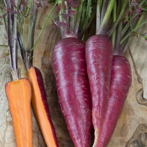 Carota Purple Dragon